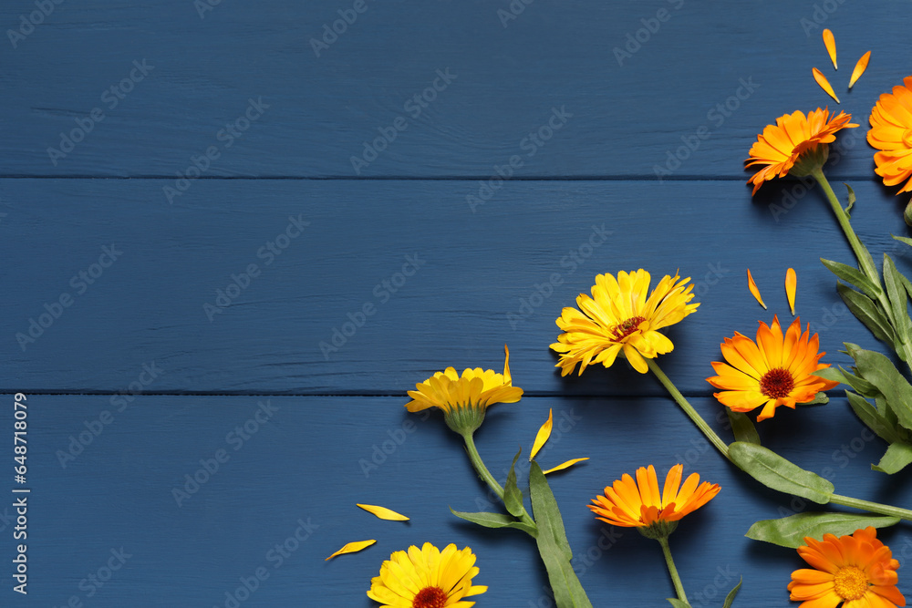 Beautiful fresh calendula flowers on blue wooden table, flat lay. Space for text