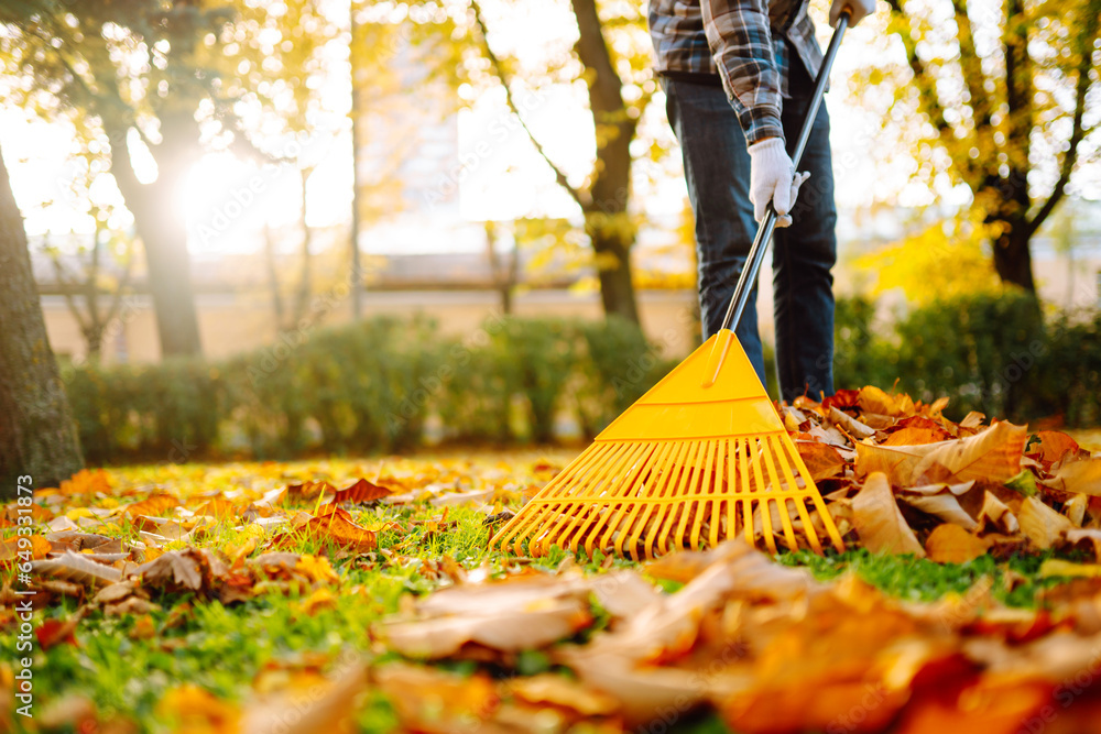 Man in his hands with a fan-shaped yellow rake collects fallen autumn leaves in the park. A rake and a pile of leaves on the lawn. Autumn cleanliness in the garden yard.
