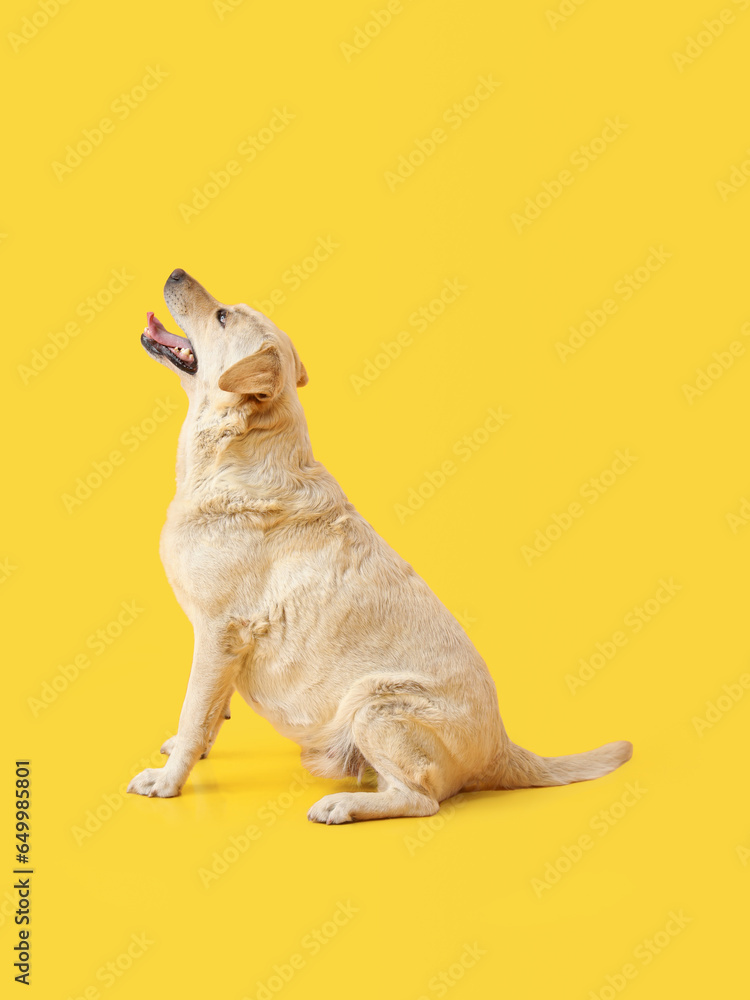 Cute Labrador dog sitting on yellow background