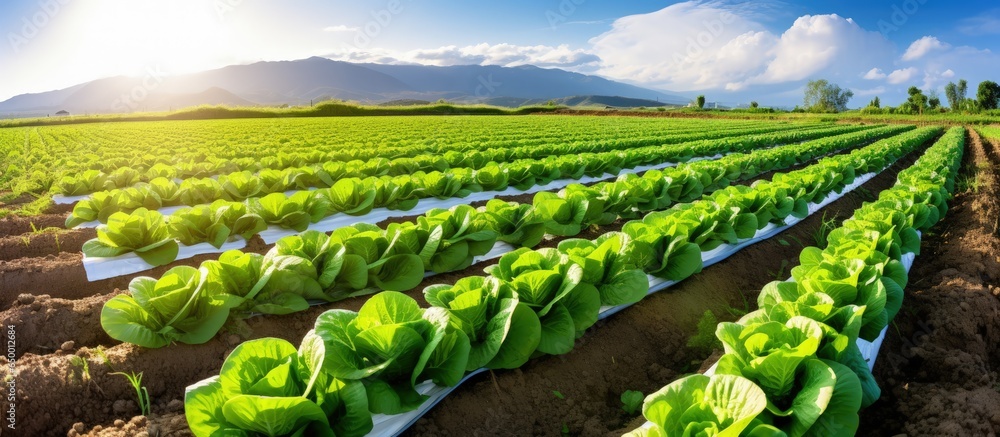 Solar powered irrigation used in a Turkish lettuce field with copyspace for text