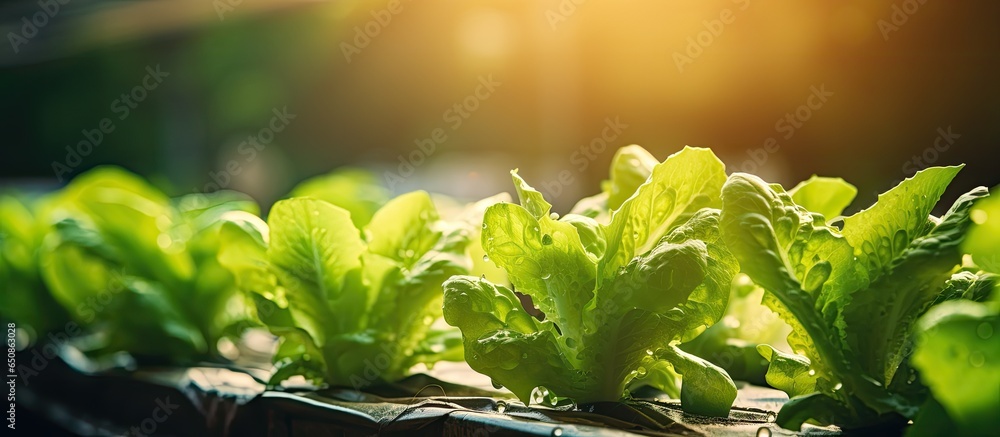 Using organic methods cultivated lettuce in a personal greenhouse with automated irrigation system Home gardening