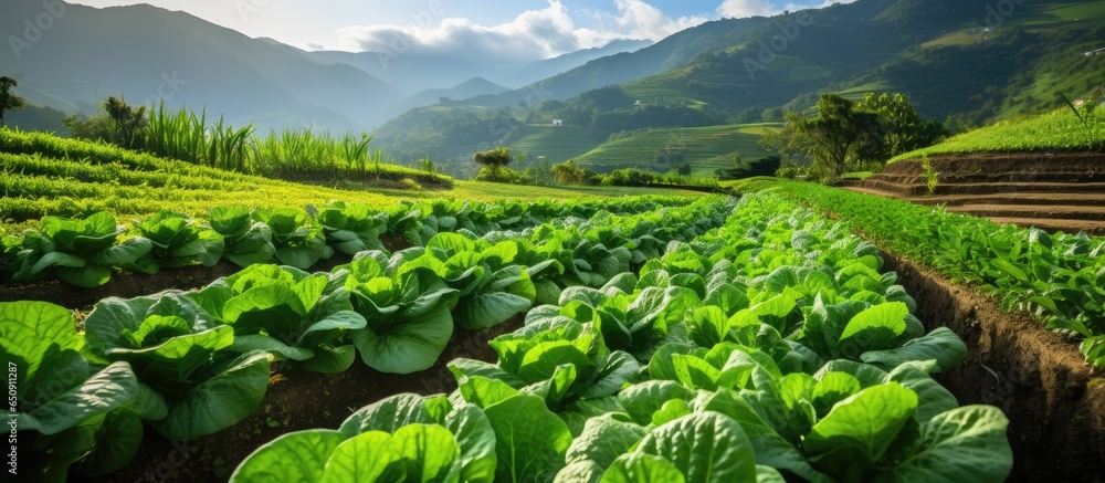 Thailand s future agriculture focuses on safe food with organic vegetable gardens