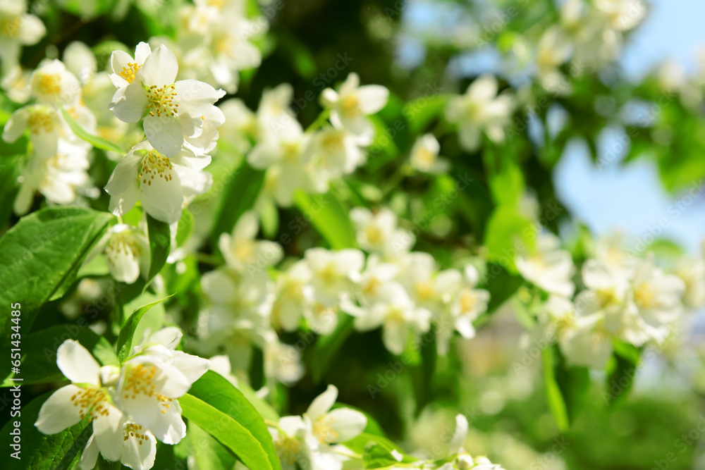 Beautiful jasmine flowers blooming outdoors, closeup
