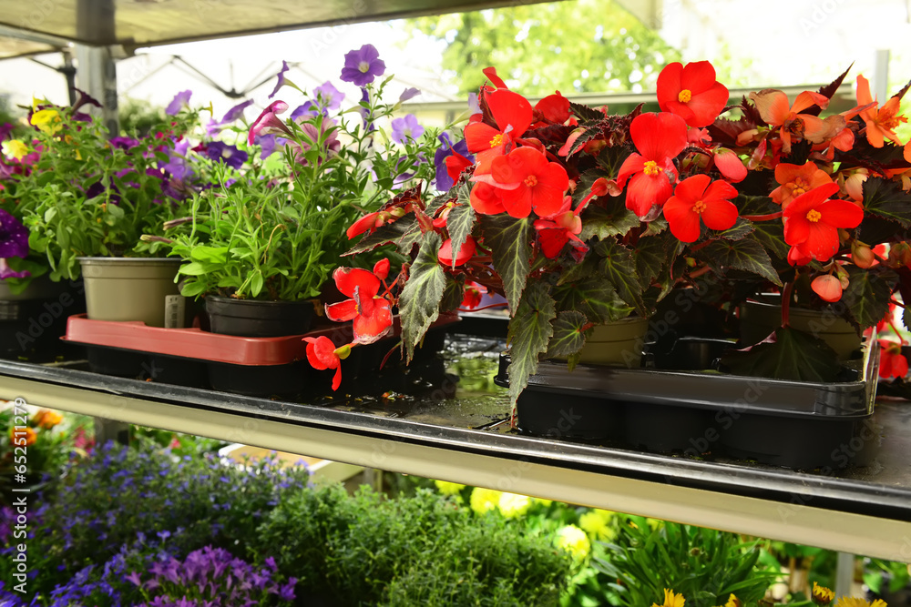 Shelf with beautiful flowers in shop, closeup