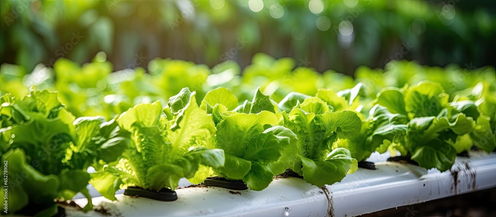 Using organic methods cultivated lettuce in a personal greenhouse with automated irrigation system Home gardening