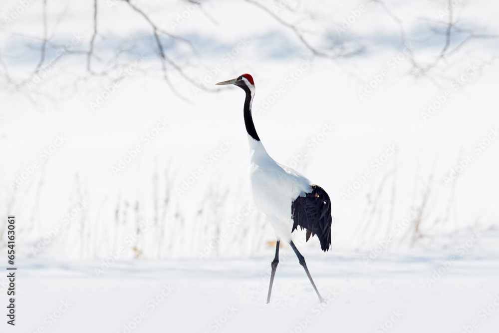 Pair of Red-crowned crane, Grus japonensis, walking in the snow, Hokkaido, Japan. Beautiful bird in the nature habitat. Wildlife scene from nature. Crane with snow in the cold forest. Animal behaviour