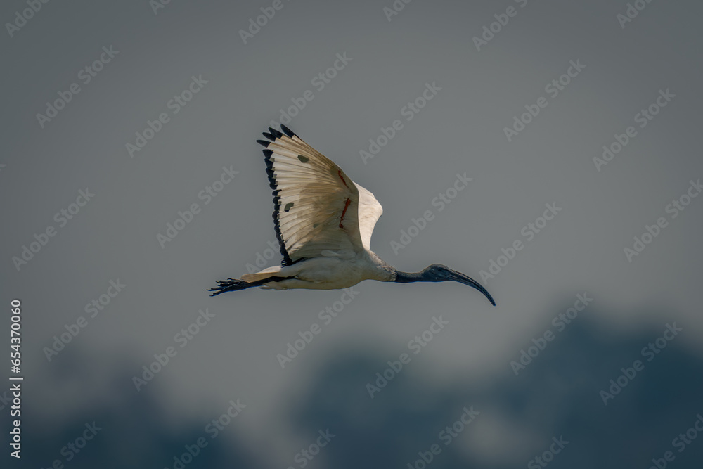 African sacred ibis passes trees lifting wings