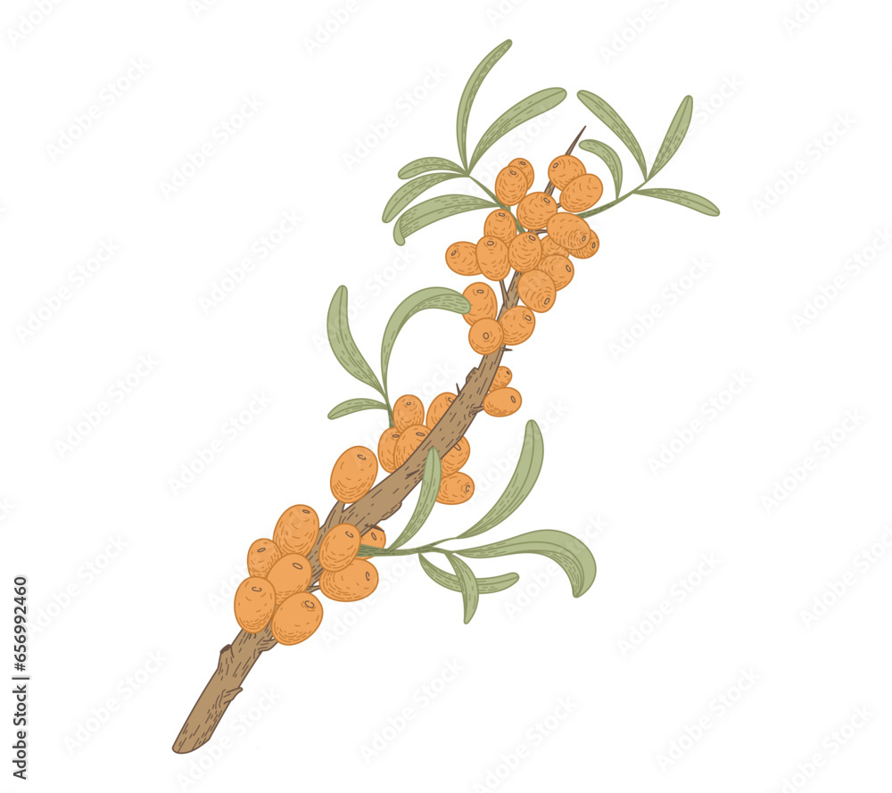 Isolated sea buckthorn branch with leaves and berries. Natural green plant, vector flat illustration.