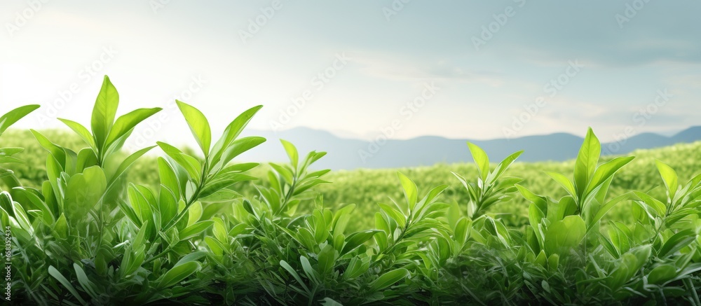 Tea plantations with new tea buds and leaves