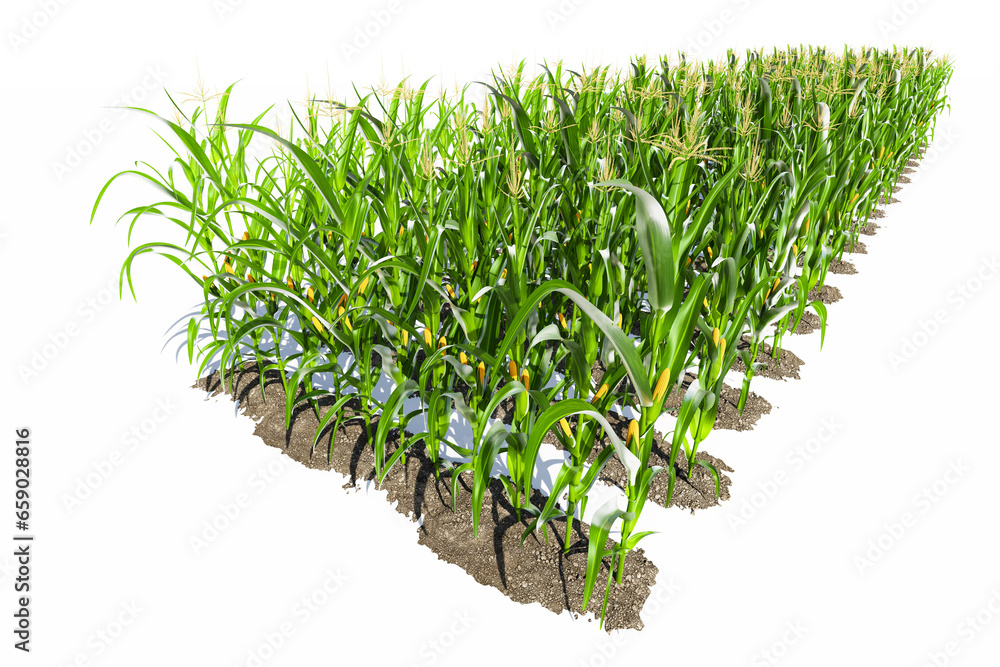 Rows of corn plants with yellow cobs on a white background close-up. Corn plant 3D on isolated background