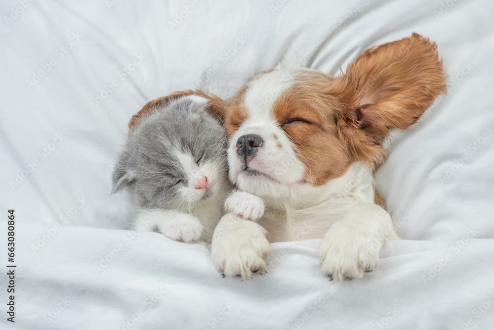 Cavalier King Charles Spaniel and tiny kitten sleep together under white warm blanket on a bed at home. Top down view