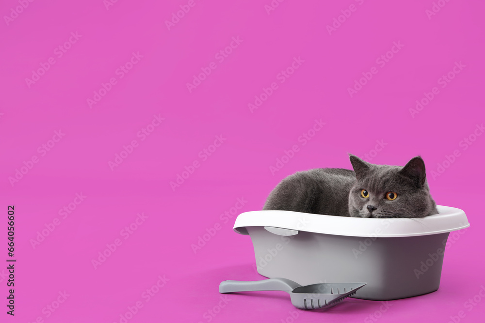 Cute British Shorthair cat in litter box on purple background