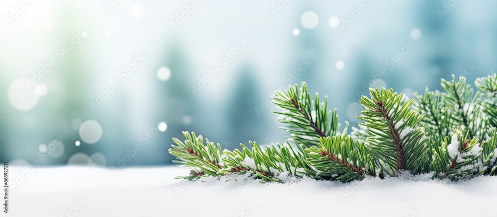 Winter scene in Lithuania with snowy ground and a green coniferous branch