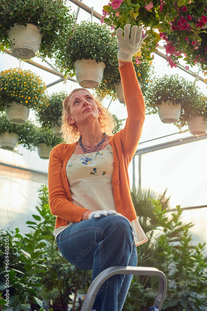 Woman working in a flower nursery greenhouse, taking care of plants and preparing it for selling.
