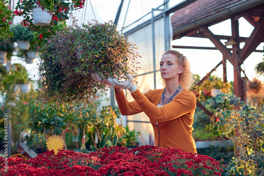 Woman working in a flower nursery greenhouse, taking care of plants and preparing it for selling.