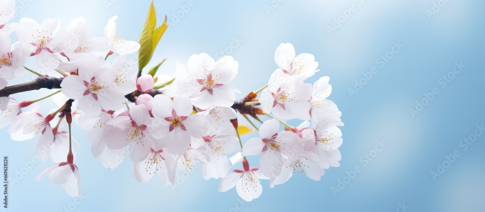 Spring cherry blossoms