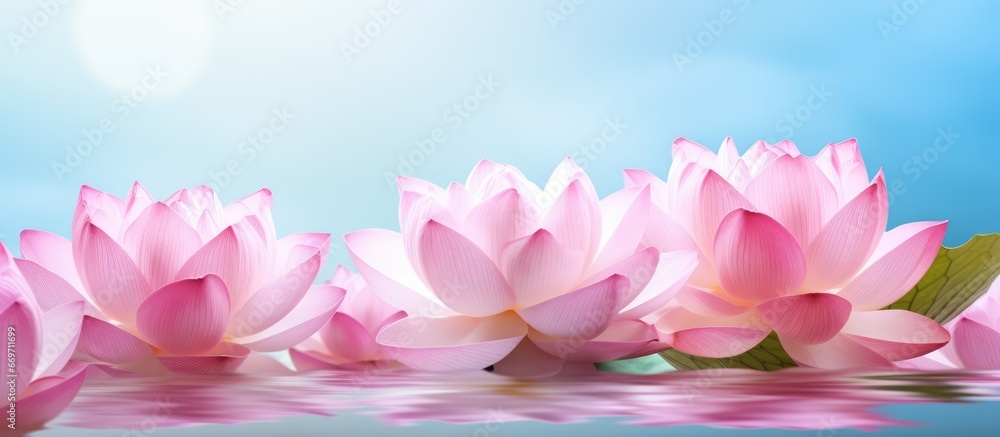 Pink lotus flower in close up view