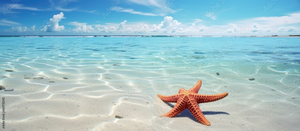 Oceanic lagoon home to southern beach starfish