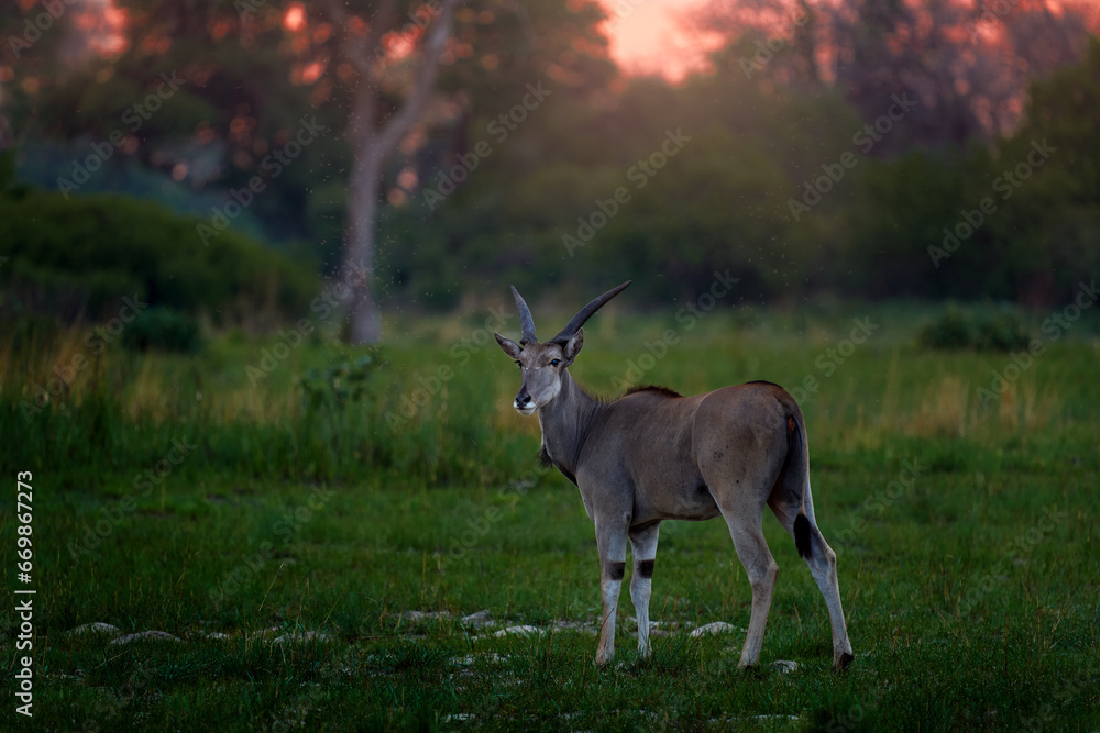 Africa sunset. Eland anthelope, Taurotragus oryx, big brown African mammal in nature habitat. Eland in green vegetation, Khwai river, Okavango in Botswana. Wildlife scene nature.