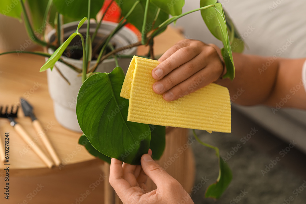 Male gardener wiping plants leaf at home, closeup