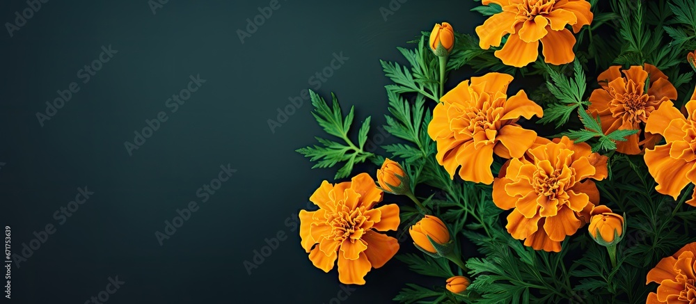Close up view of dark green backdrop with vibrant marigold flowers Tagetes patula in a bright orange shade