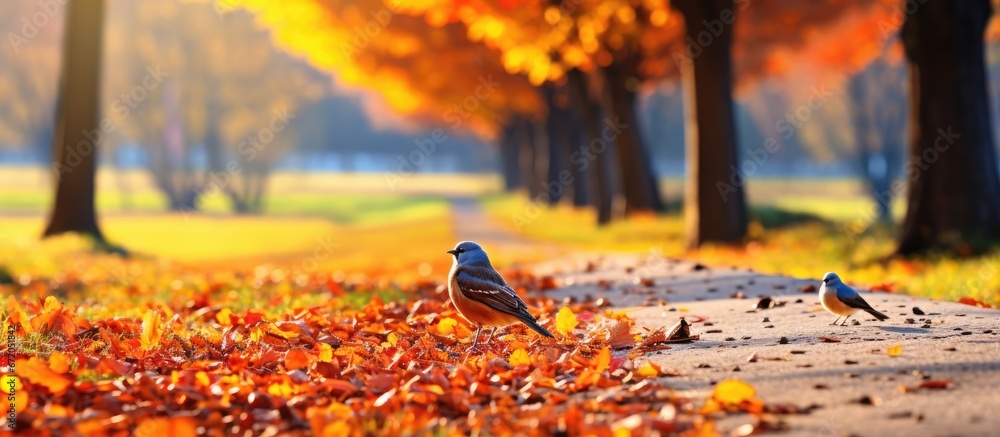 Selective focus captures the beauty of an autumn landscape with birds spotted on the park lawn The view displays the scenic city park covered in fallen autumn maple leaves under a sunny sky