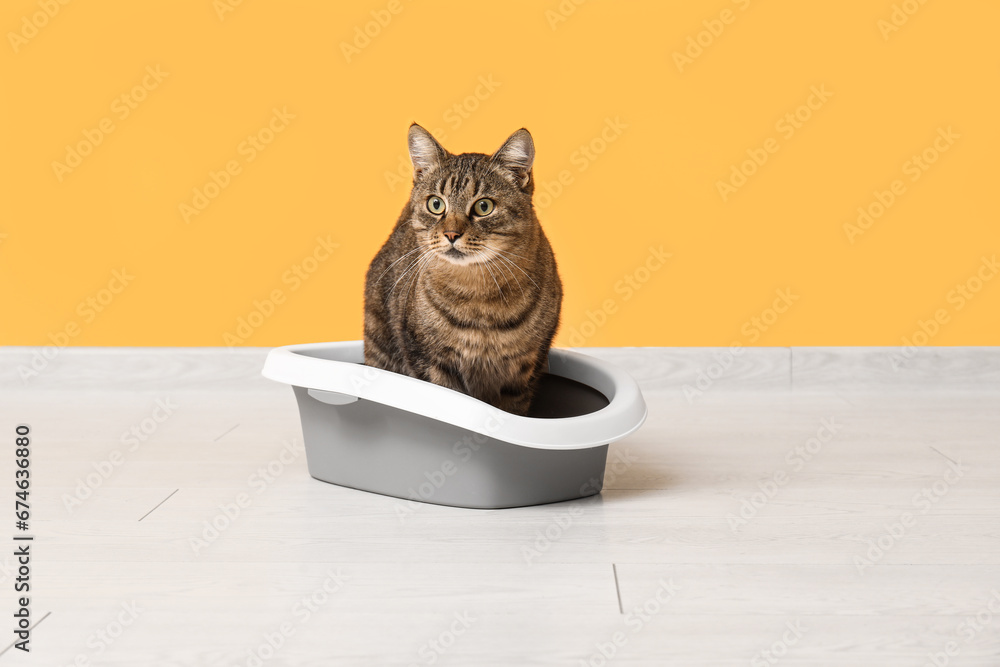 Cute cat in litter box near yellow wall