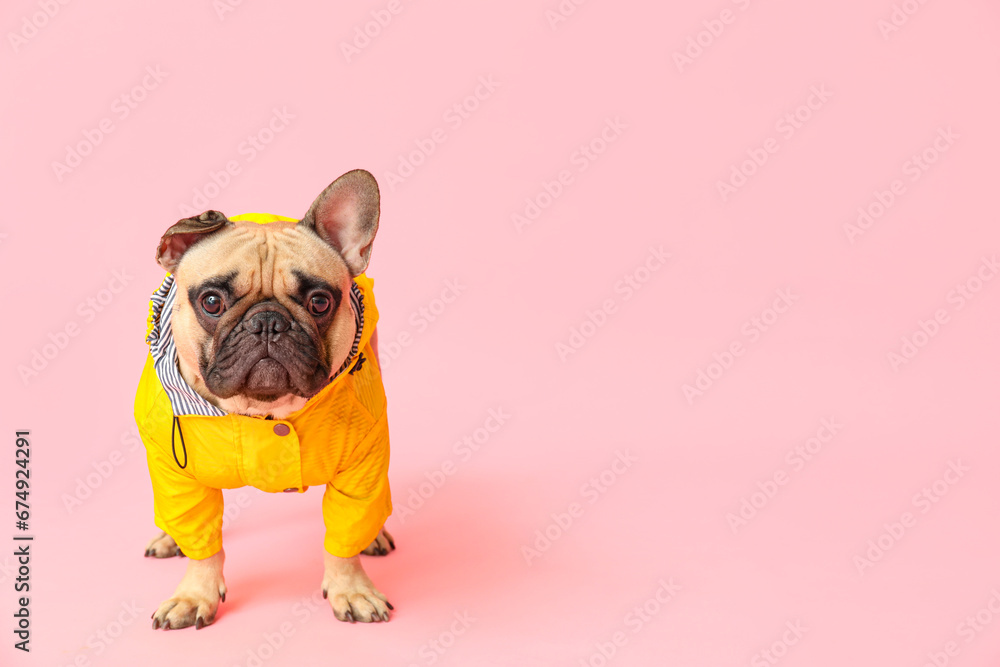 Cute French bulldog in raincoat on pink background
