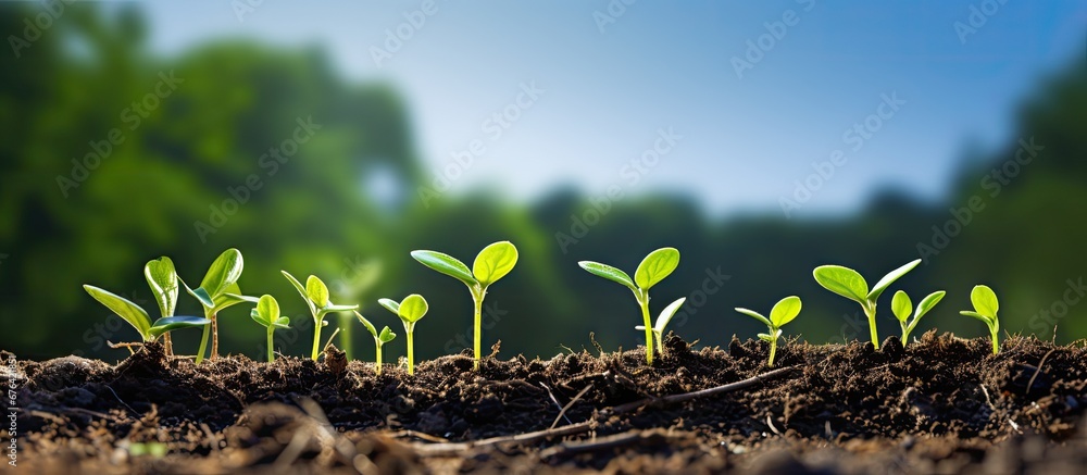 In the spring the green seedlings eagerly emerge from the earth nourished by nature s touch and ready to grow into healthy vegetables that will grace our gardens fields and plates with thei