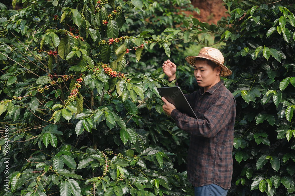 A Chinese Asian man harvests organic coffee beans that must be harvested by hand during the harvest season