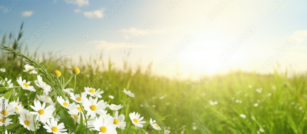 In the beautiful summer field, among the lush green grass and under the warm sun, a white floral texture unfolded - a symbol of natures healing power and the farms source of medicinal plants