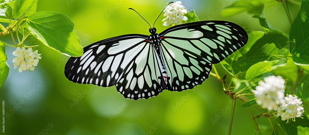 In the background of the garden, the lush green surroundings create a texture that epitomizes the beauty of nature during a vibrant summer, as a white butterfly gracefully flutters its colorful wings