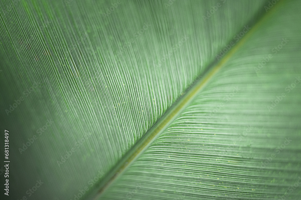Abstract fresh green leaf texture macro close-up