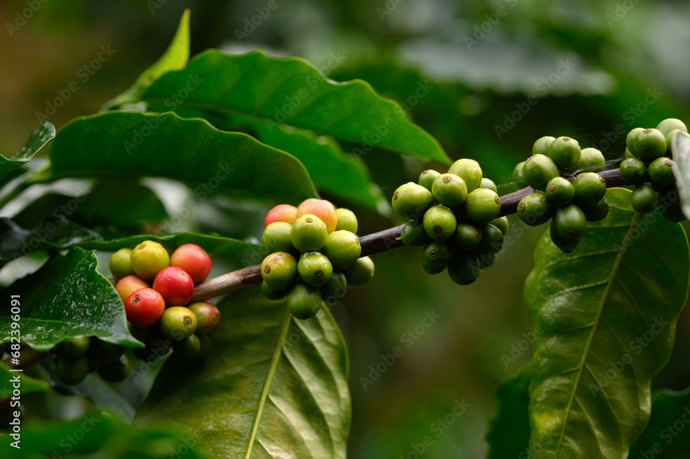 Coffee beans bear fruit on trees in farms and gardens. Raw coffee beans in the production season.