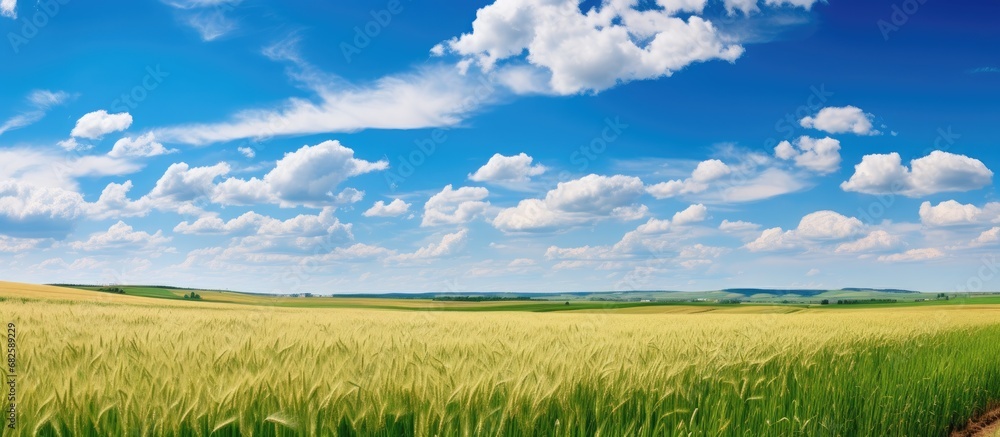 The blue sky stretched above the summer landscape as the wheat fields swayed gently in the wind, creating a picturesque scene of nature and agriculture. The healthy oat and corn plants stood tall